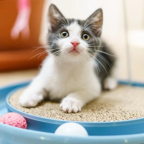 Arranhador Para Gatos com Bolinha